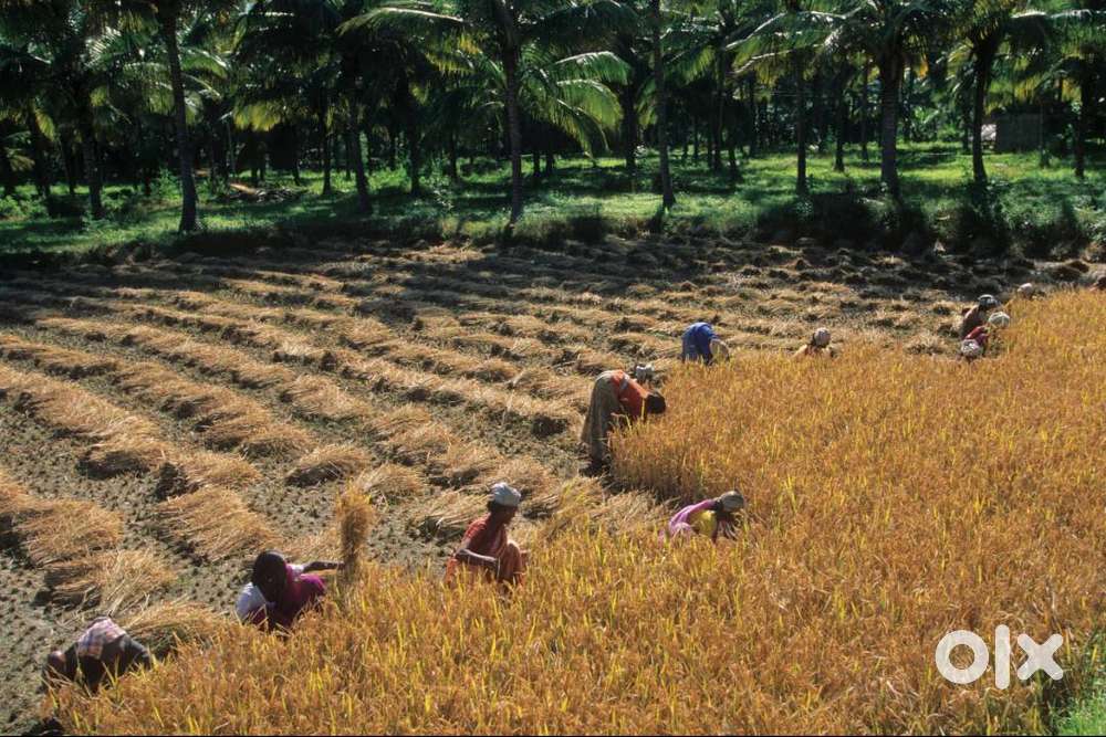 agricultural land for sale 22 decimal