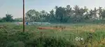 Home Land sale 1Bigha 15.5NOL Near by Dagariya than side of PMGSY Road