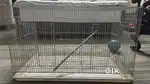 Birds Cage Available