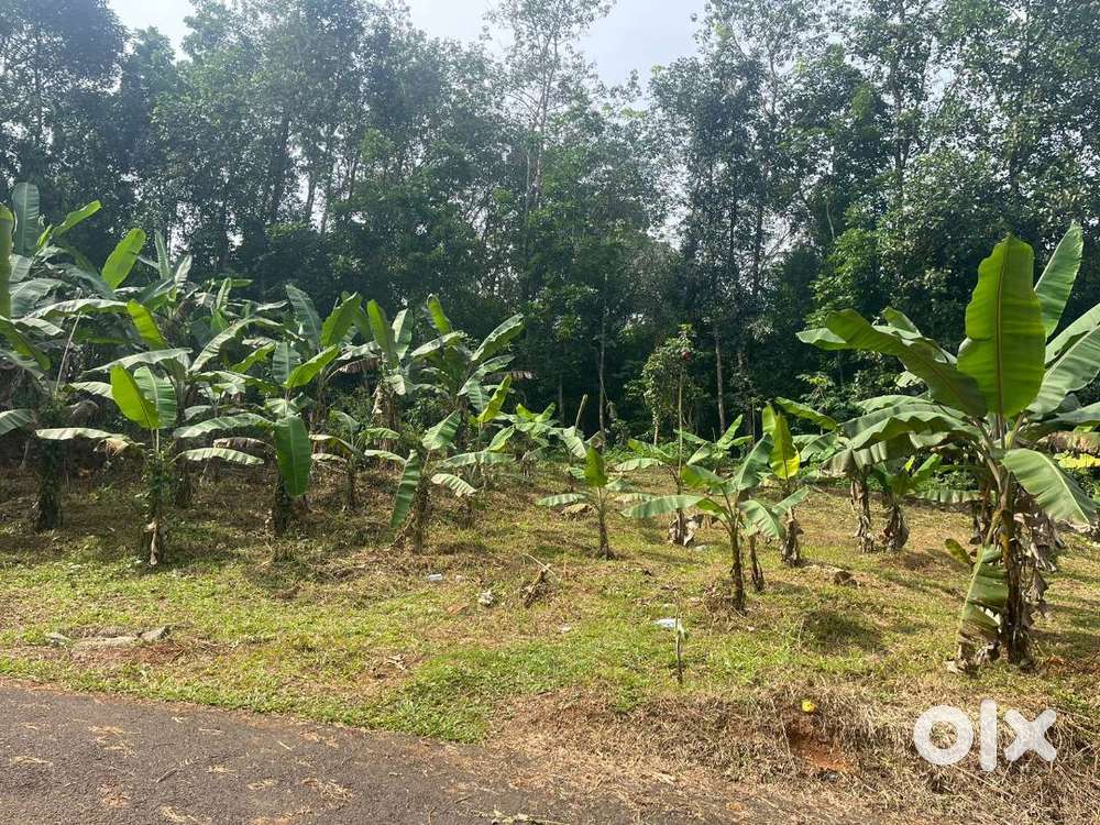 12 Cent Land for Sale  Peaceful Area, Solid Value