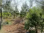 11 Cents plus 53 Trees – Rs. 4,50,000 (Sandalwood – 28, Hybrid Jamun –