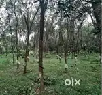 Farm Land 50 Cent for Sale – 60 Rubber Trees, 3 Teak, ₹10K Income