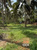55 cent Cut cheyth kodukkum good plot near river