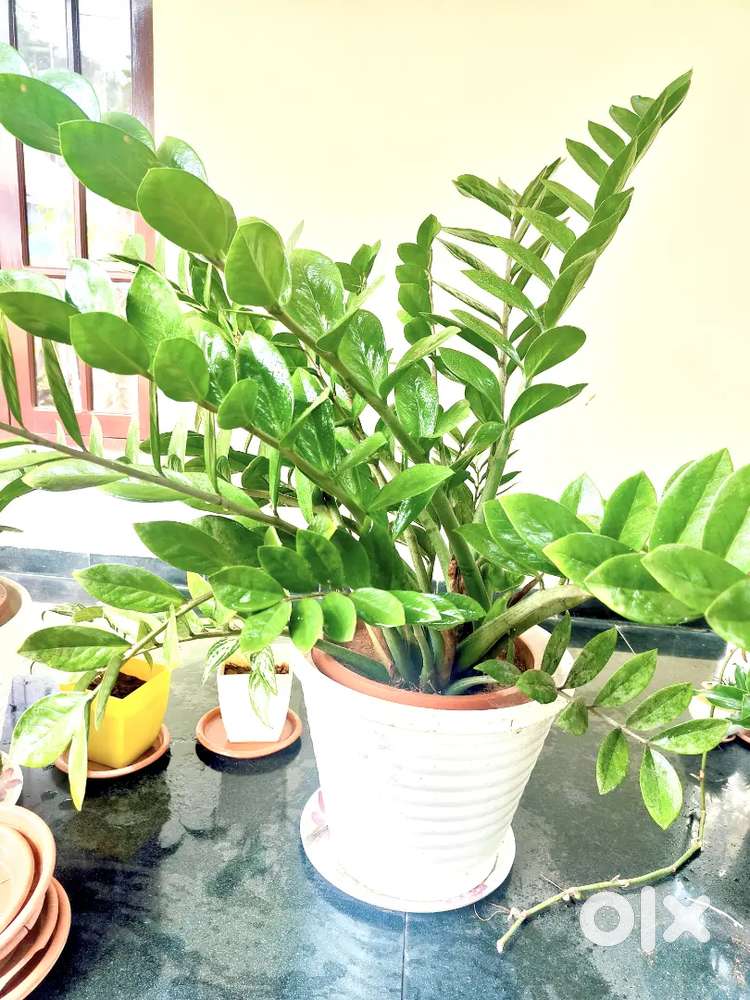 Big Size  – Healthy & Fully Grown Indoor Plant