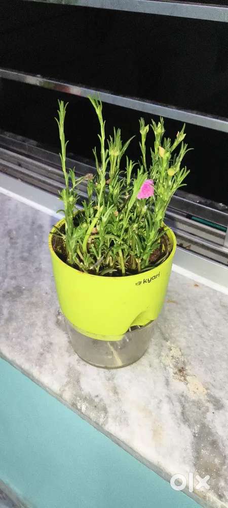 Mini flower pot