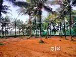 Aluva kadungallur house plot for sale per cent ₹3.60 lakh