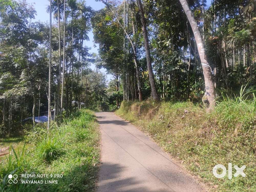40-Cent Plot in Pappalassery Wayanad for Just ₹10 Lakhs