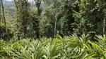 Idukki Ayyappan Kovil Village 378 AC Cardamom Estate for sale