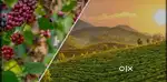 1200 ACKRS COFFEE TEA ESTATE FOR SALE