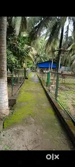 2.50 acre coconut thottam and House for sale