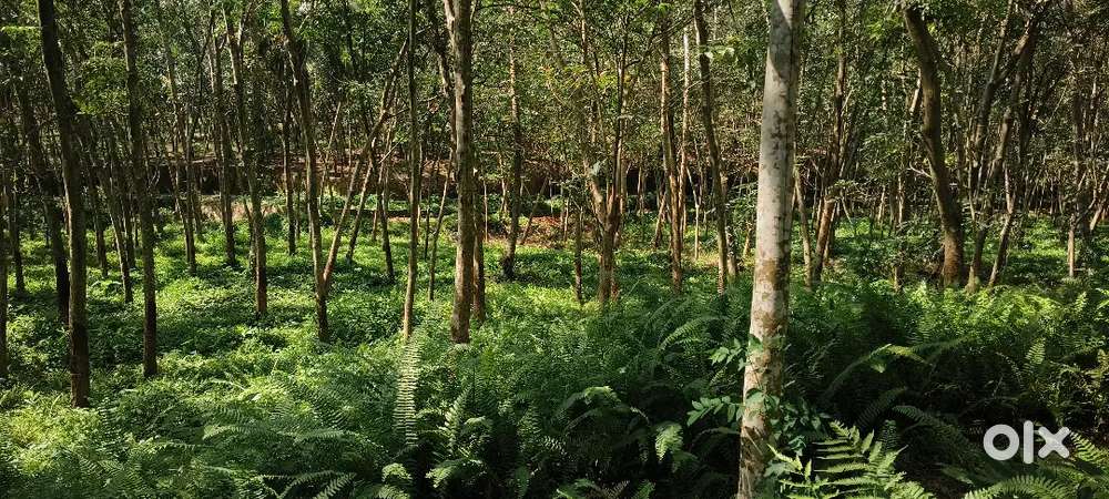 49 സെന്റ് വസ്തു. With yielding rubber trees