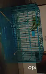 Birds cage