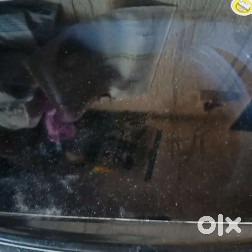 Arsh Mohammad halim Rayeen