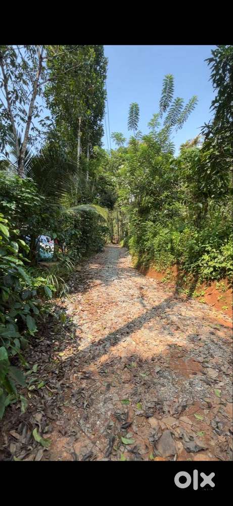 13 Cent Plots  Ellumannam, Wayanad  ₹69.5K/Cent