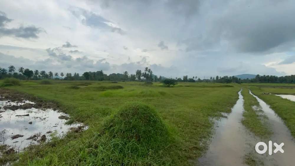 sale of agricultural land back side of anakapalli agricultural form,