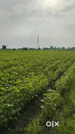 Exclusive Opportunity: 8.75 Acre Prime Agricultural Land in Selukate