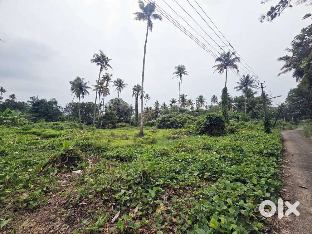 1 Acre Purayidam Land for Sale Thathappilly, Near Varapuzha