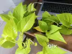New - Golden yellow Healthy Money Plants – Potted & Ready to grow