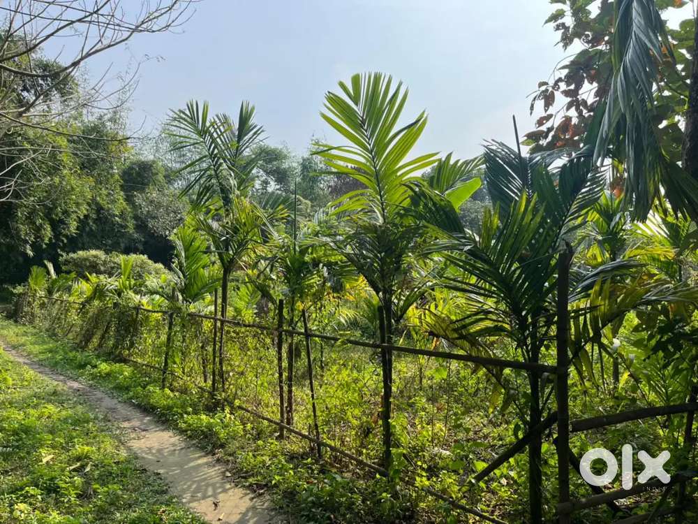 Half Bigha Meyadi Land