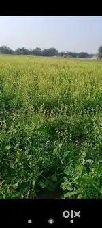 जवाई नहर की 14 बीघा जमीन सेल करनी है मुझे पर बीघा 3 लाख रुपय है