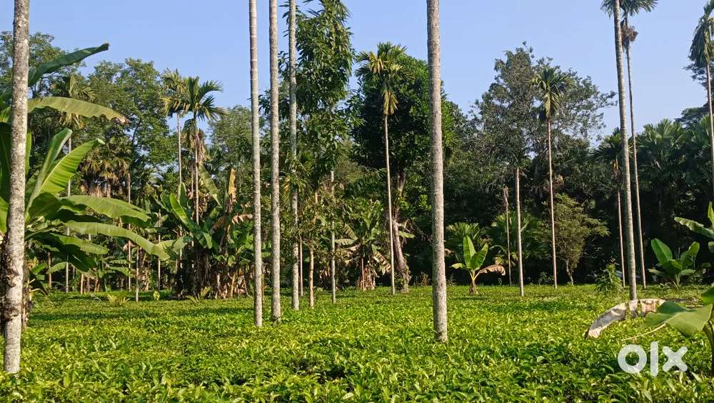 1/2 bigha land for sale at bhadoi pachali