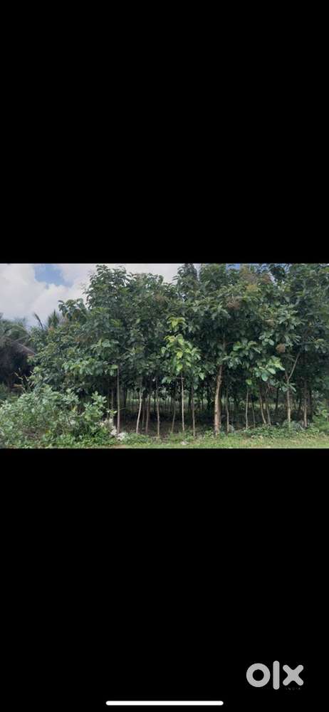 12 cents land for sale