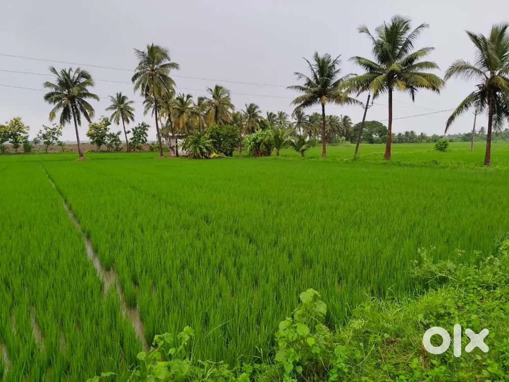 Agriculture land for sale