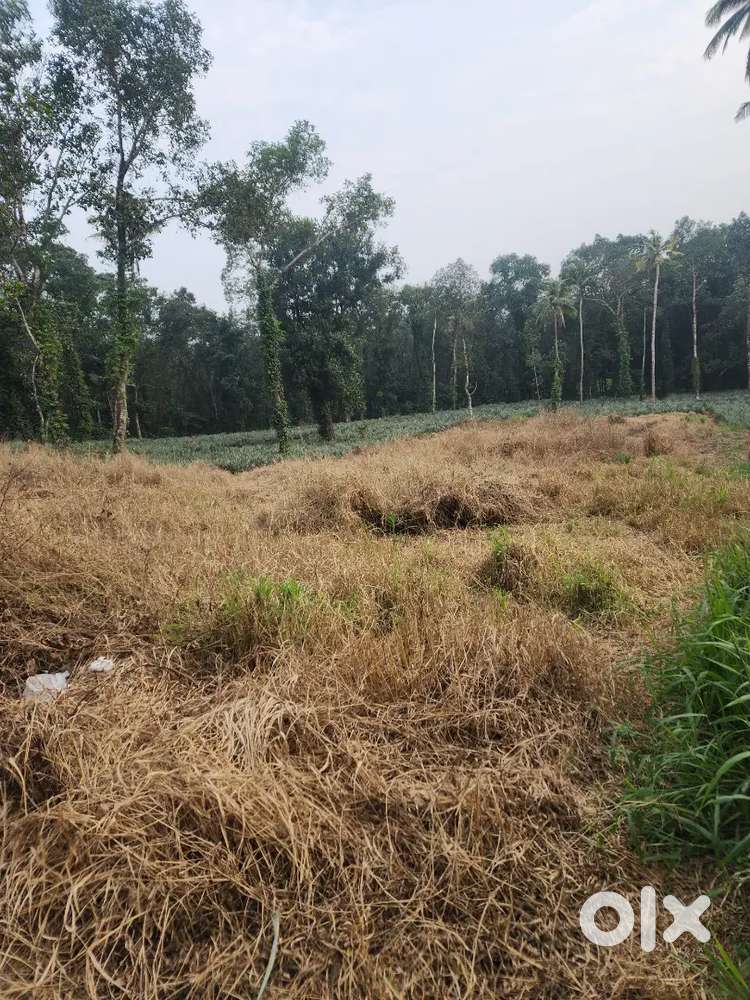 Pattimattom : 40 cents plot for sale