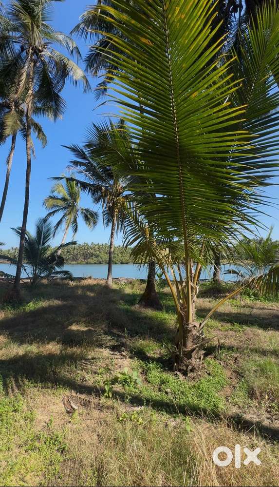 1.25 Acres Island Property for Sale – Kukkude (Brahmavar – Kemmannu)