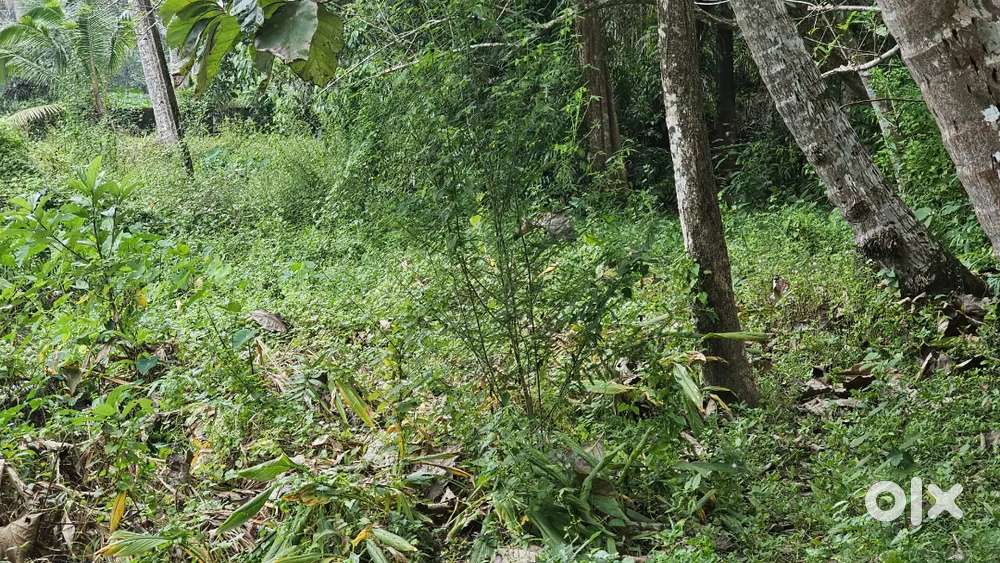 30 Cent Land for Sale – Kareelakulangara, Near NH66