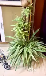 Spider Plant