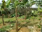 23 Cent Residential Plot for Sale – 50m from NH Mundakayam ₹2.5L/Cent