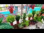 Garden repotting works
