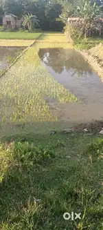 Ranighat (Barjatrapur land sale