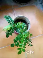 2 Curry Patta/meetha neem saplings