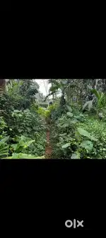 17 cent plot for sale (1 cent 80000/)