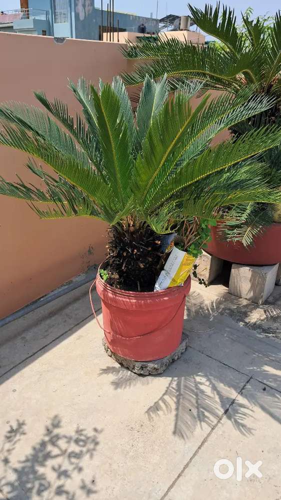 Cycas plant and Many more