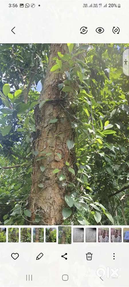 പ്ലാവ്  വരിക്ക പ്ലാവ്  കരിം