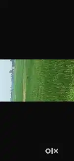 Maniram se mini PGI se maharajganj chauraha balapar road 251 rupya sqf