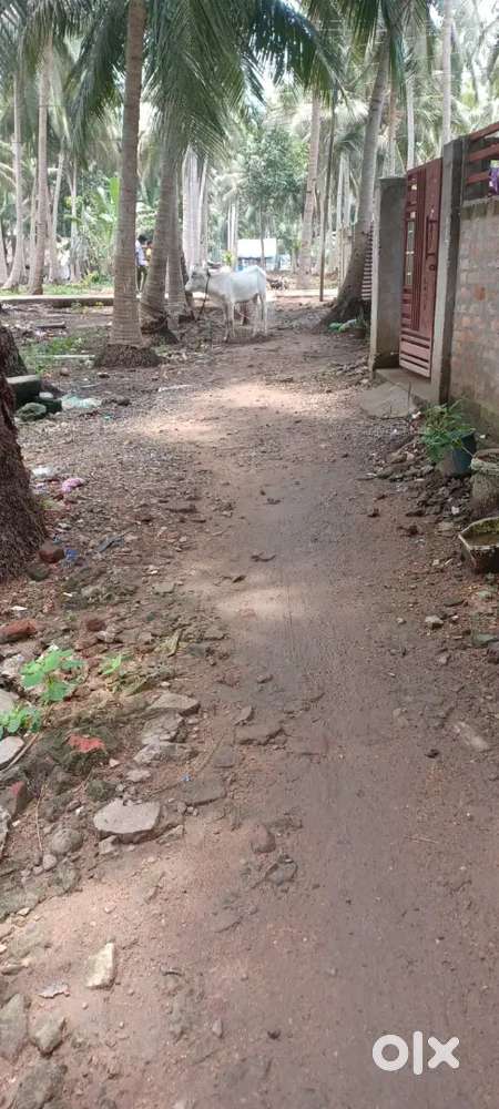 Indupalli amalapuram area