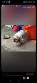 Watchman partime