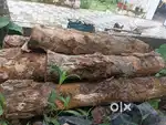 Jack wood timber