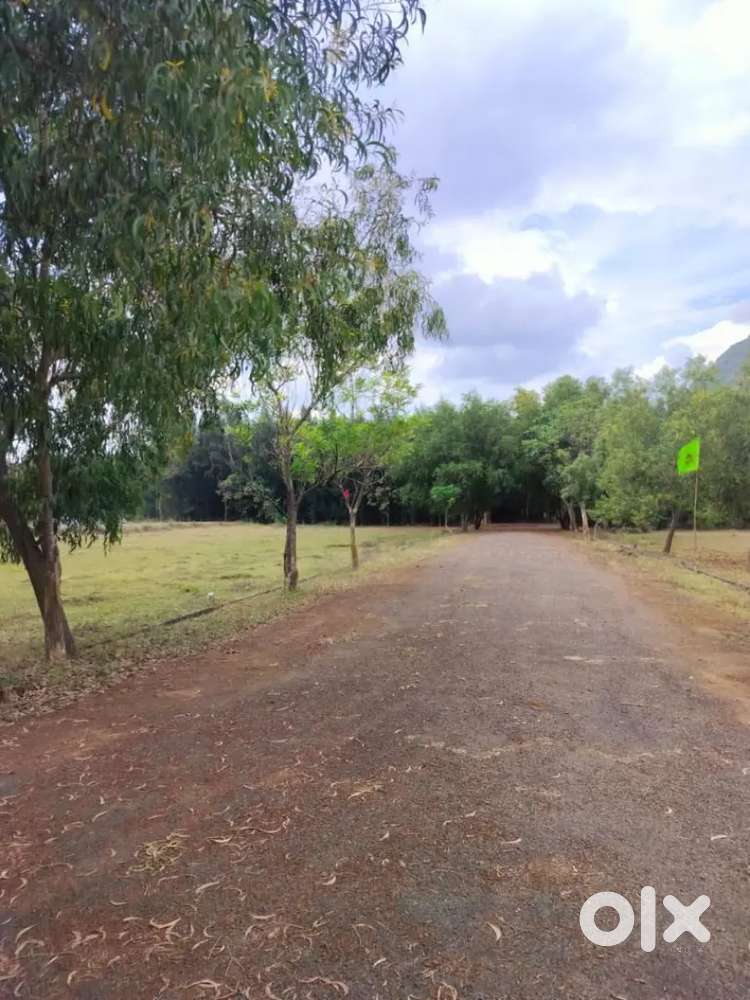 Pavu Acre 15Lakhs Spot Cash Spot Registration Bhogapuram Khammasigadam