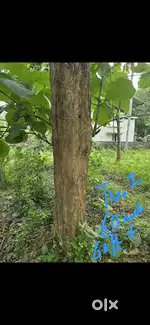 15 teak trees (40-80 inch circumference) for 30.5 lakhs