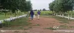 Double returns plots at kanchikacherla ORR facing plots