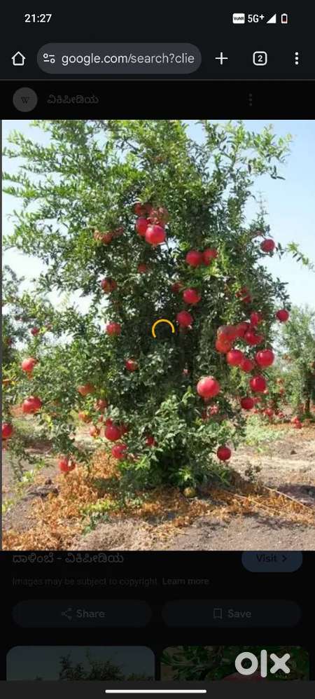 Land for sale in Narwad miraj Sangli