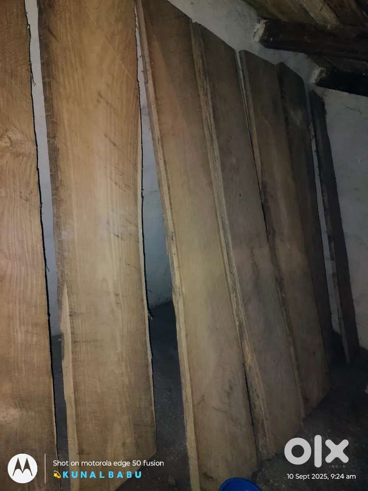Saguyan ped ka pata old odisha dlebri
