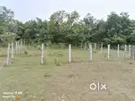 Plot 2 katha with 12 ft Plot Road and 100 ft distance main pwd 30 ft