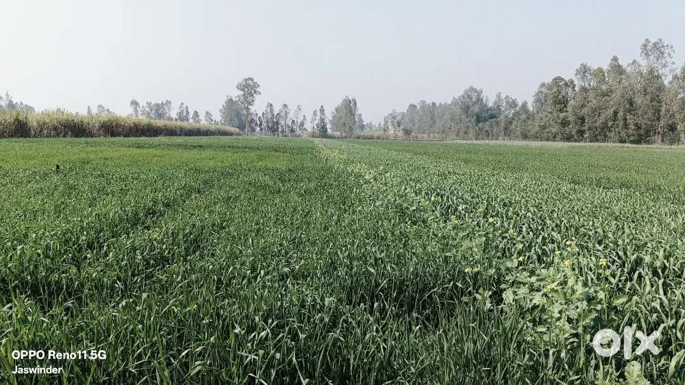 5 bigha agricultural land for sale