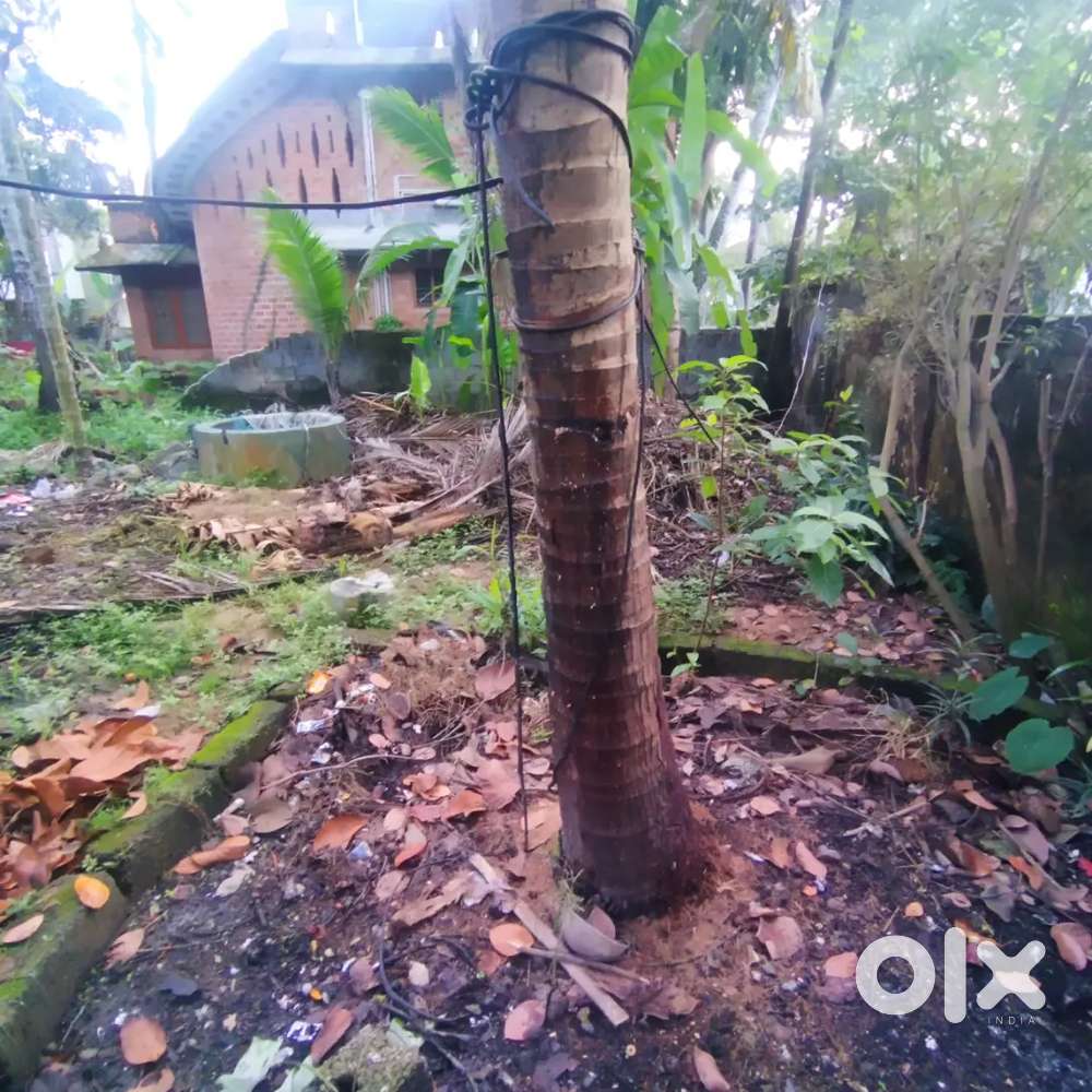 4 cents of land at Ambalathara, UPS lane